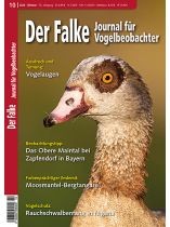 Der Falke 10/2026 "Vogelaugen: Ausdruck und Tarnung"