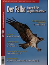 Der Falke 6/2023 "Kuriose Nester"